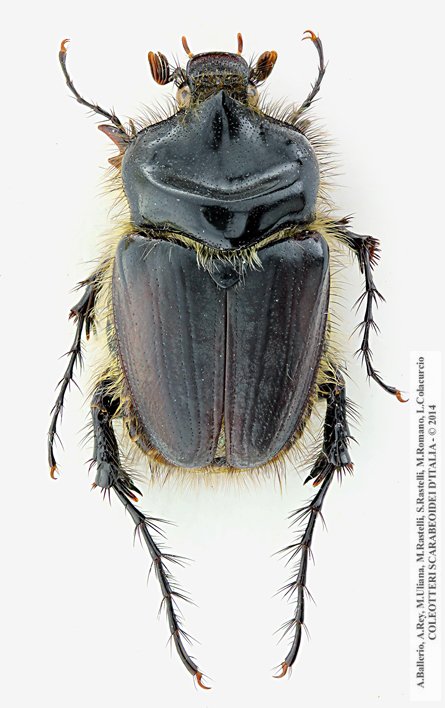 Pachypus caesus, maschio